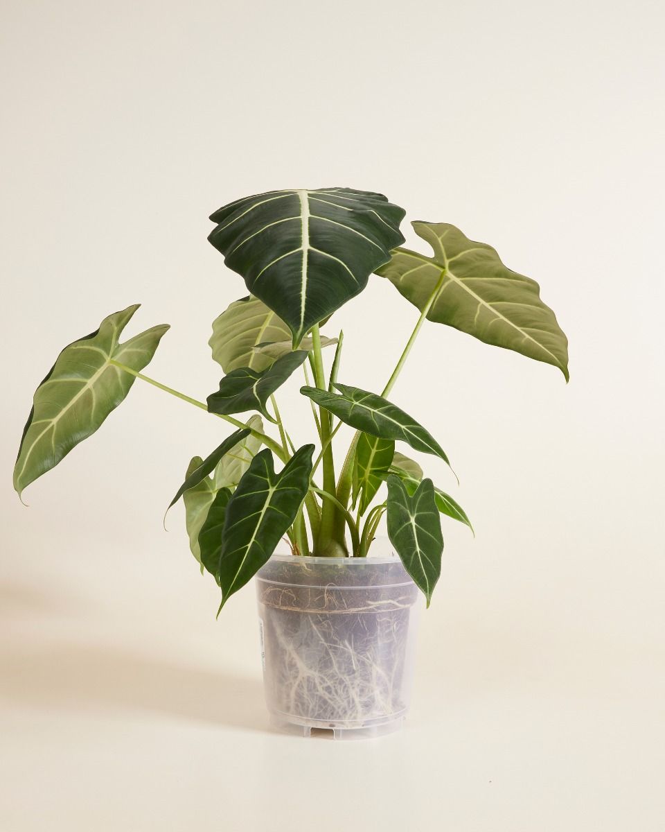 Nursery Planter Transparent Ø 19 cm