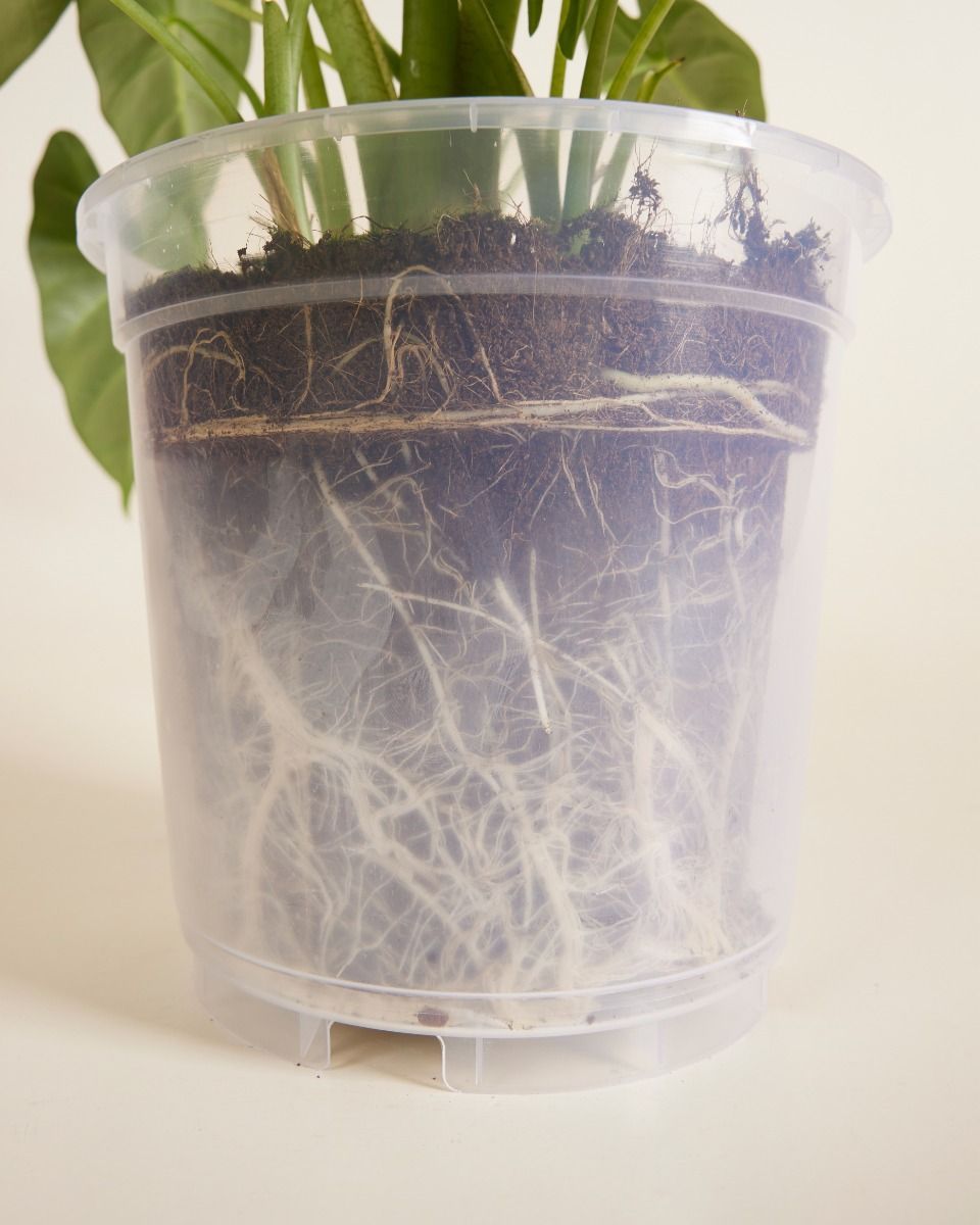 Nursery Planter Transparent Ø 19 cm