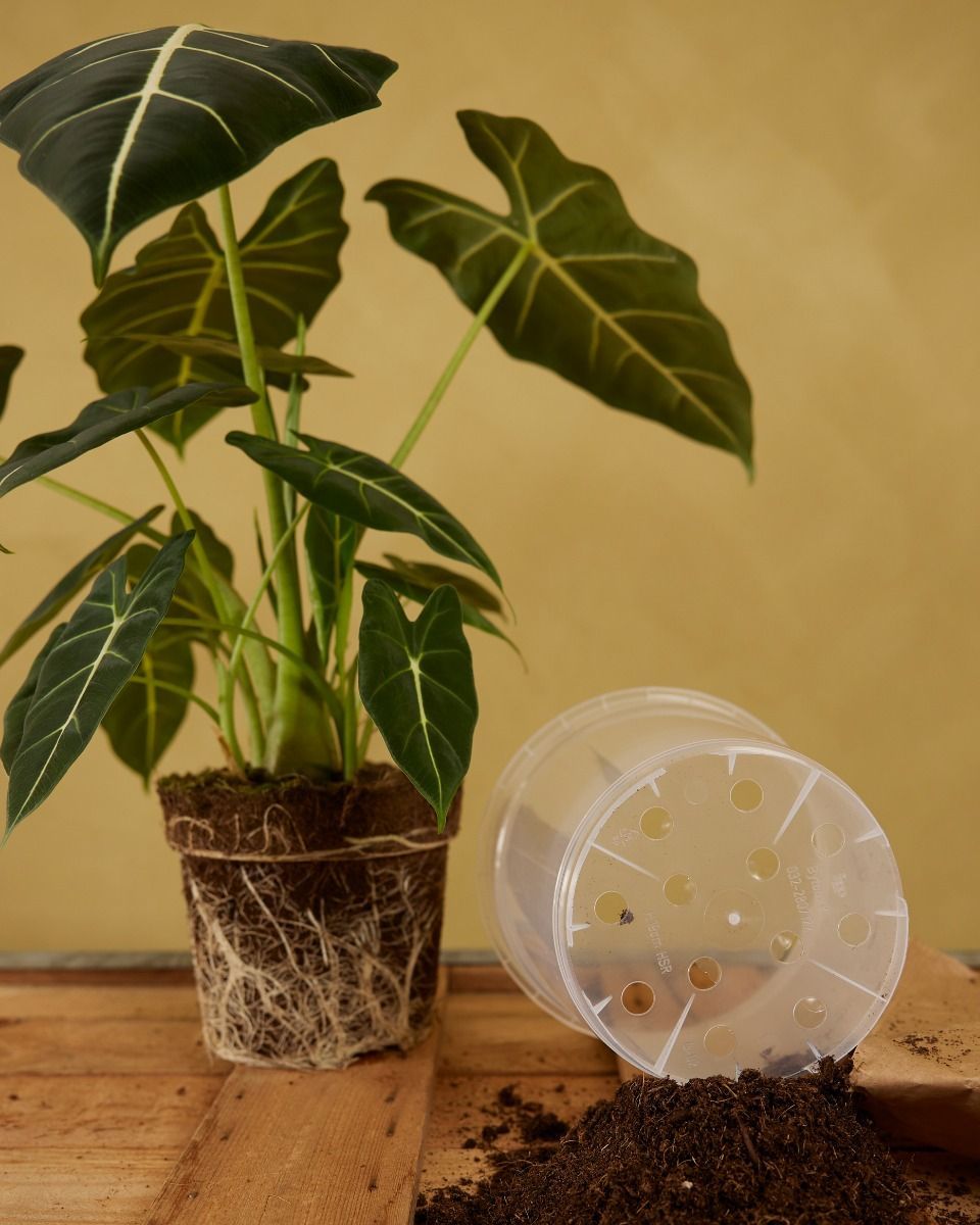 Nursery Planter Transparent Ø 19 cm