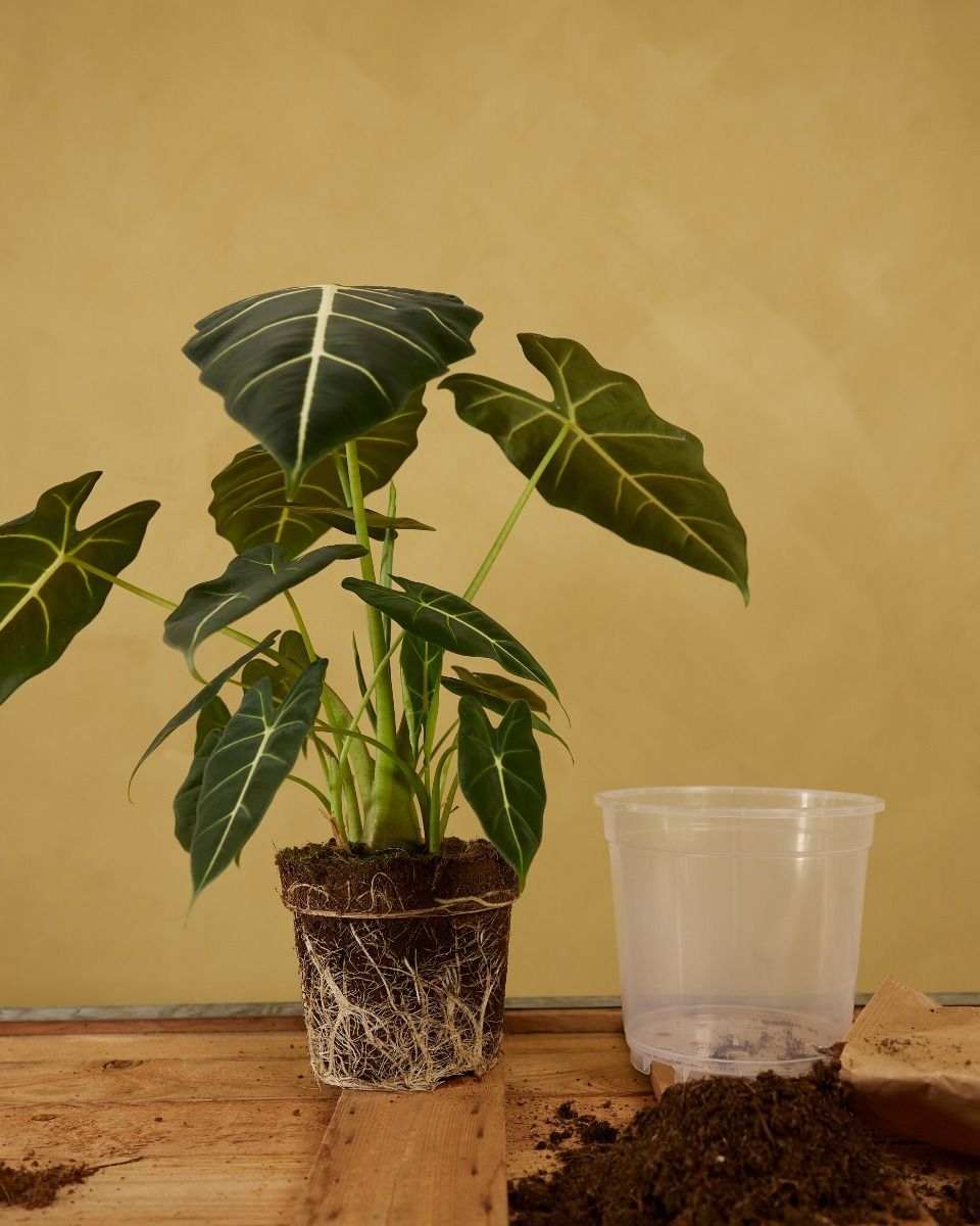 Nursery Planter Transparent Ø 19 cm