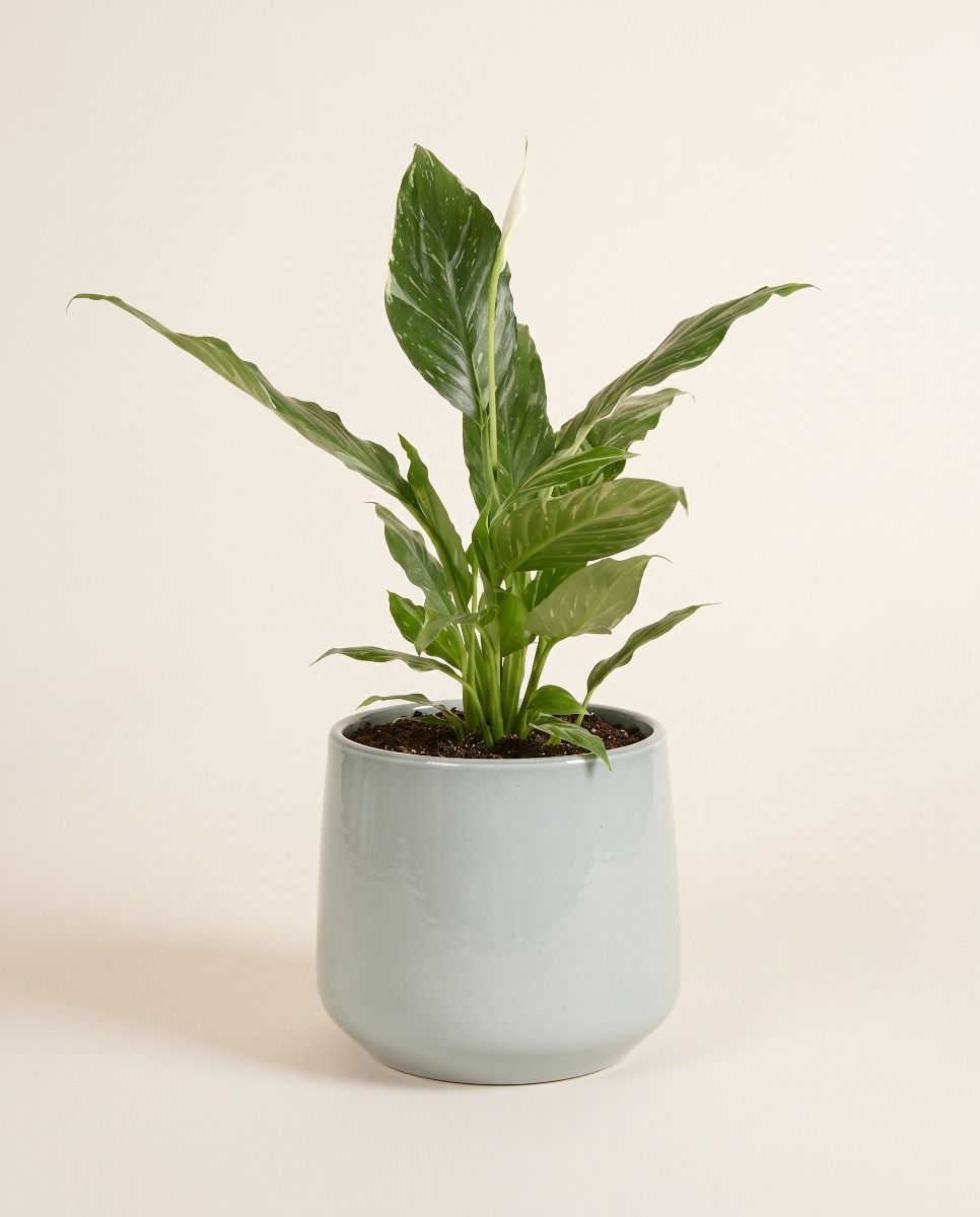 Amber Pot Light Grey Ø 17 cm