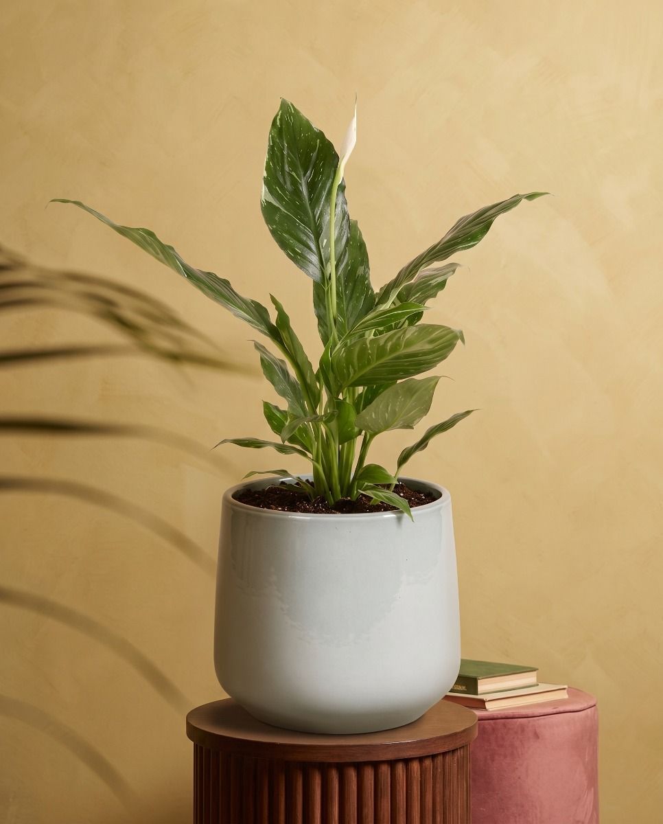Amber Pot Light Grey Ø 17 cm