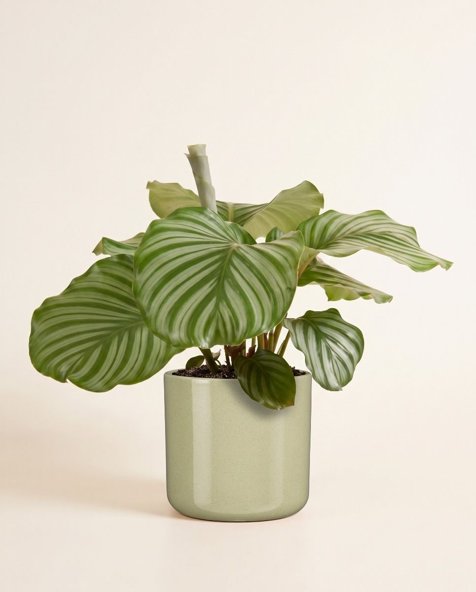 Fedor Pot Light Green Ø 17 cm