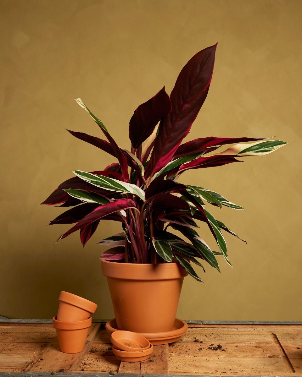 Pot en terre cuite Orange Ø 20 cm