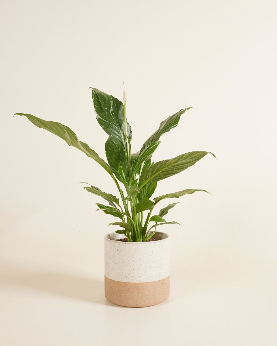 Ava Pot White Ø 12.5 cm