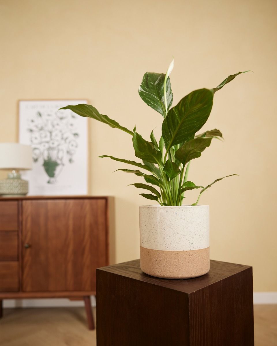 Ava Pot White Ø 12.5 cm
