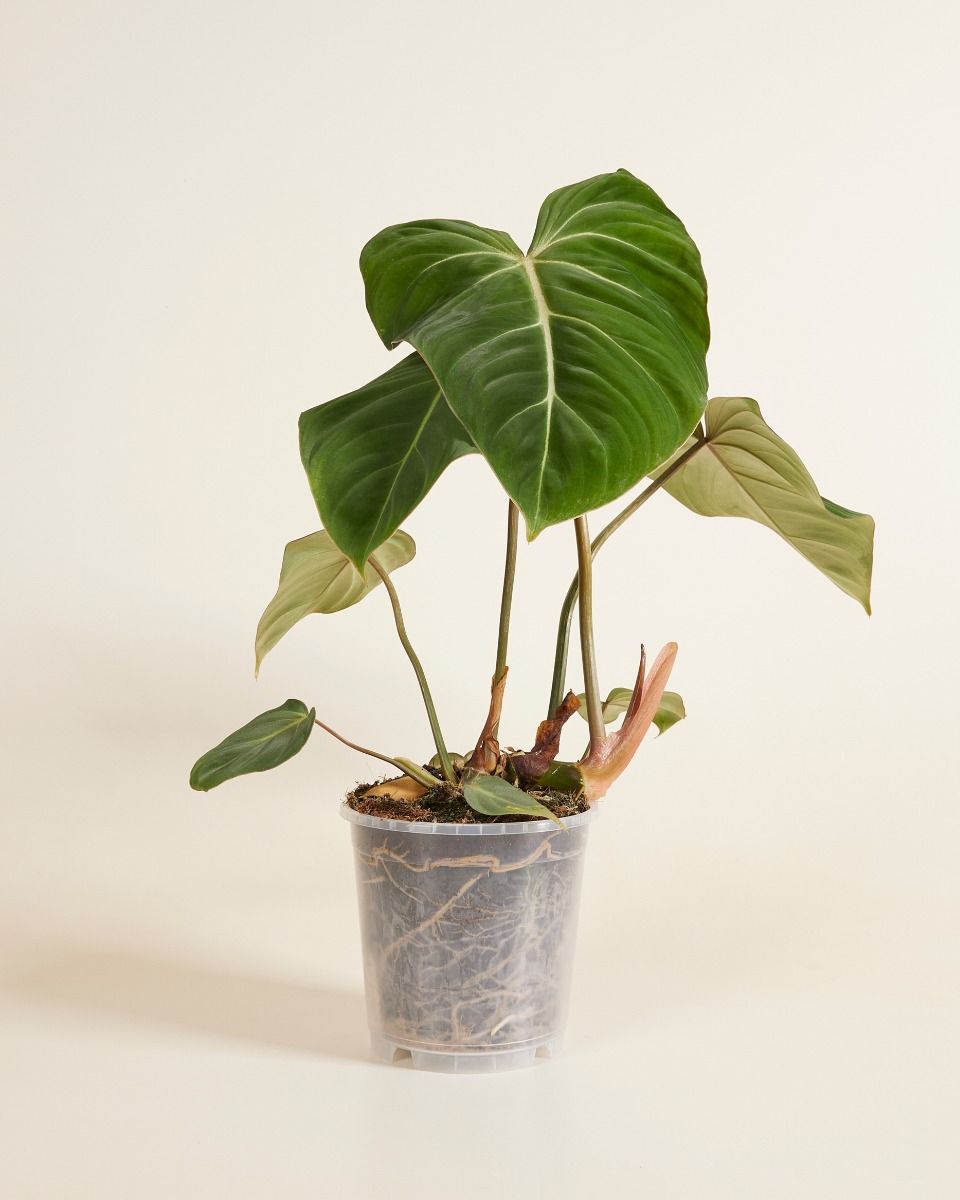 Nursery Planter Transparent Ø 15 cm