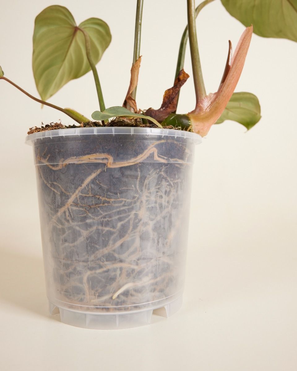 Nursery Planter Transparent Ø 15 cm