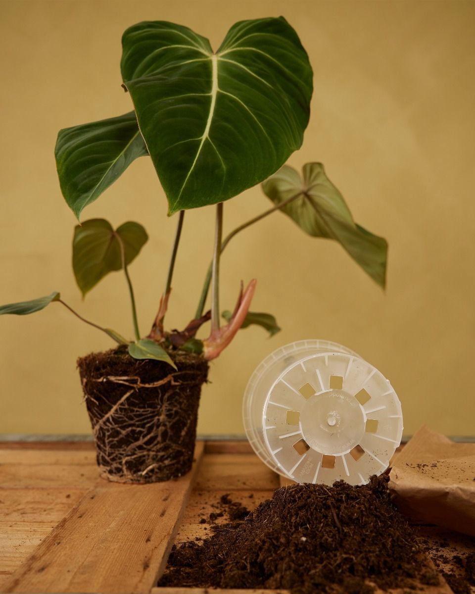 Nursery Planter Transparent Ø 15 cm