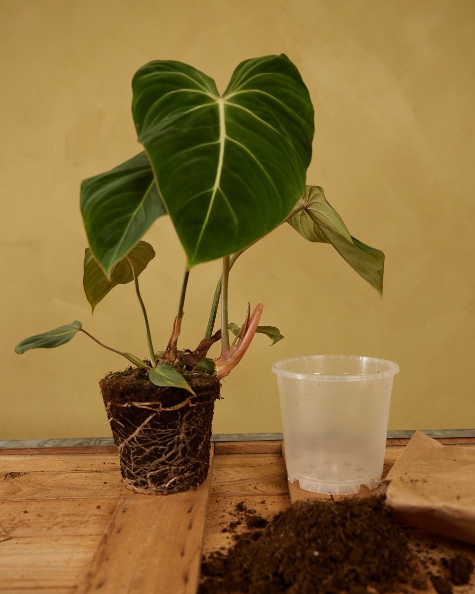 Nursery Planter Transparent Ø 15 cm