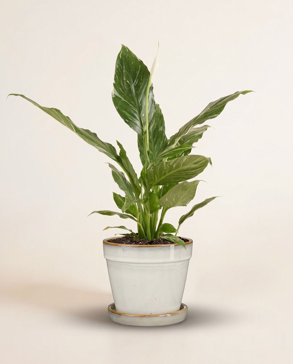 Clint Pot with Saucer Off White Ø 15 cm