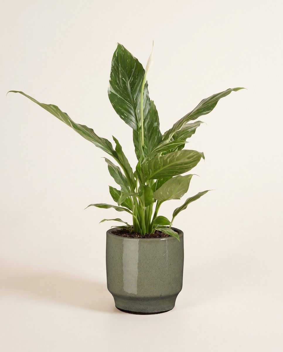 Diaz Pot Green Ø 14 cm