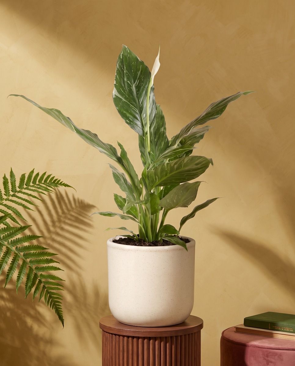 Fedor Pot Beige Ø 14 cm