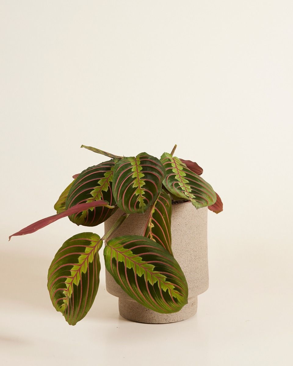 Chad Pot Taupe Ø 15 cm