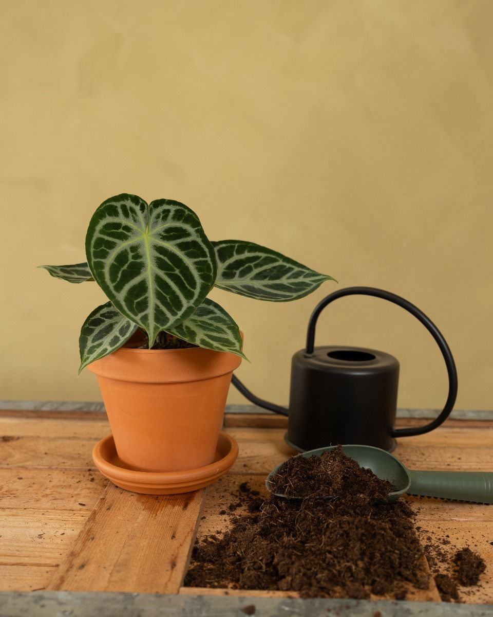 Orange Terracotta Pot Ø 14 cm