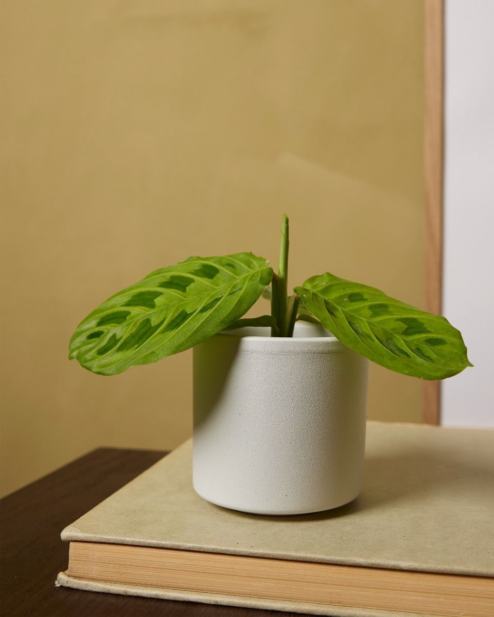 Baby Penny Pot Light Grey Ø 7 cm