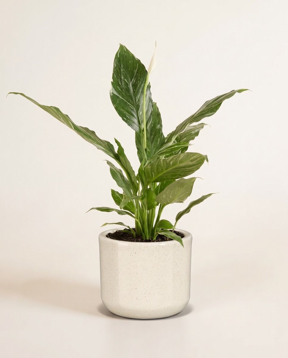 Baby Fedor Pot Beige Ø 7 cm