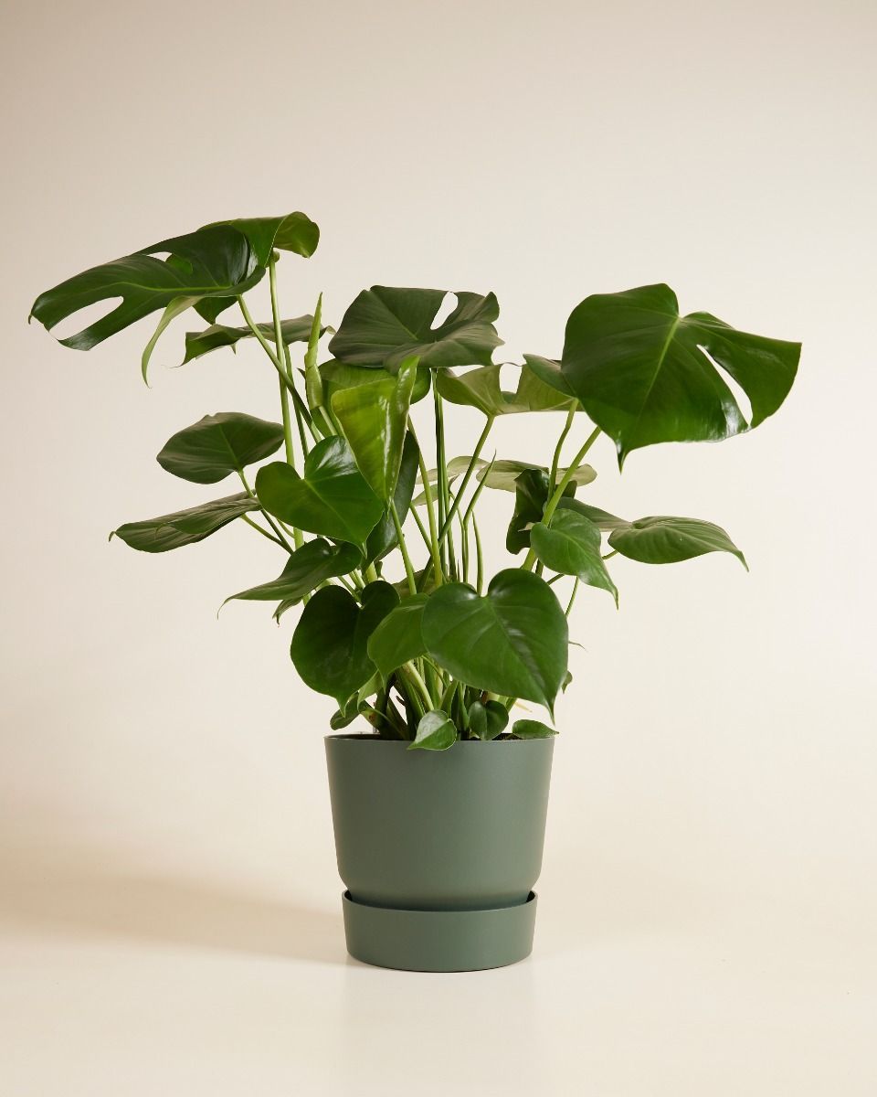 Elho Miles Round Pot Green 24 cm