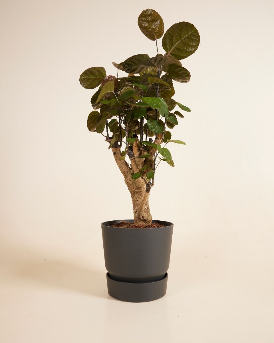 Vaso rotondo Ehlo Miles Nero Ø 18.5 cm