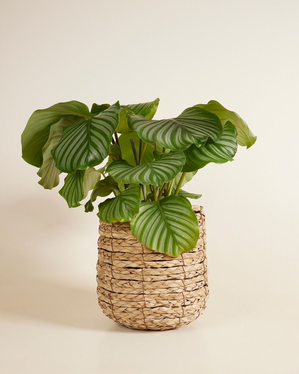 Ellen Panier Herbe De Mer Ø 23 cm