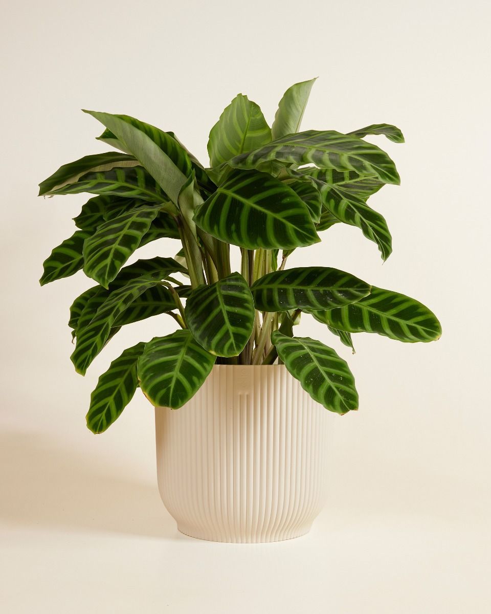 Elho Vick Pot White 25 cm
