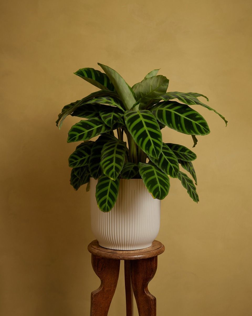 Elho Vick Pot White 25 cm