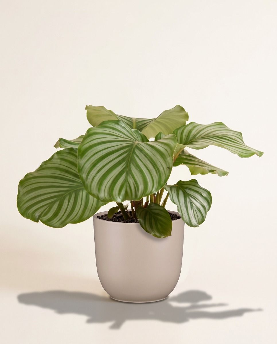 Tusca Pot Taupe Matt Ø 25 cm