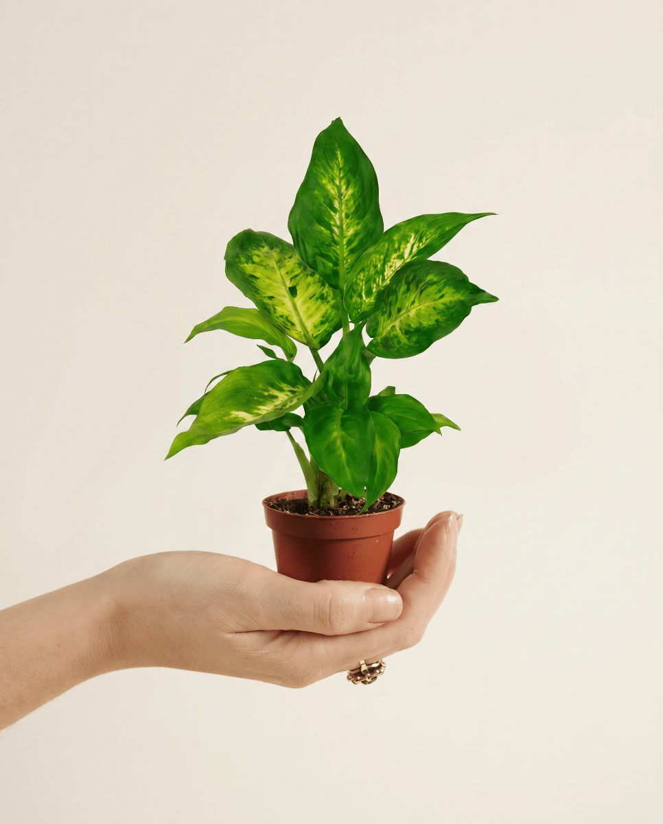 Baby Dieffenbachia Dieffenbachia Camilla