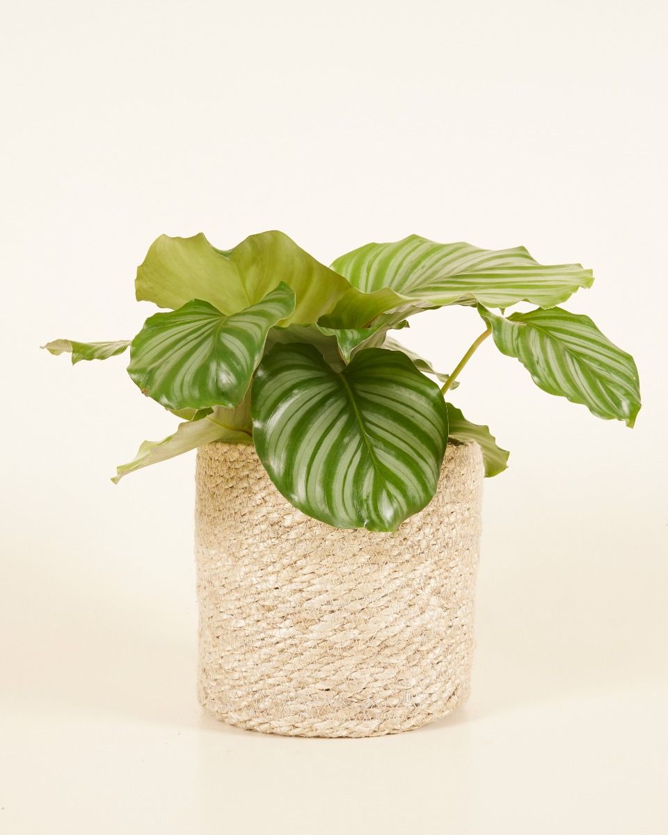 Panier Amy en Jute Ø 17 cm