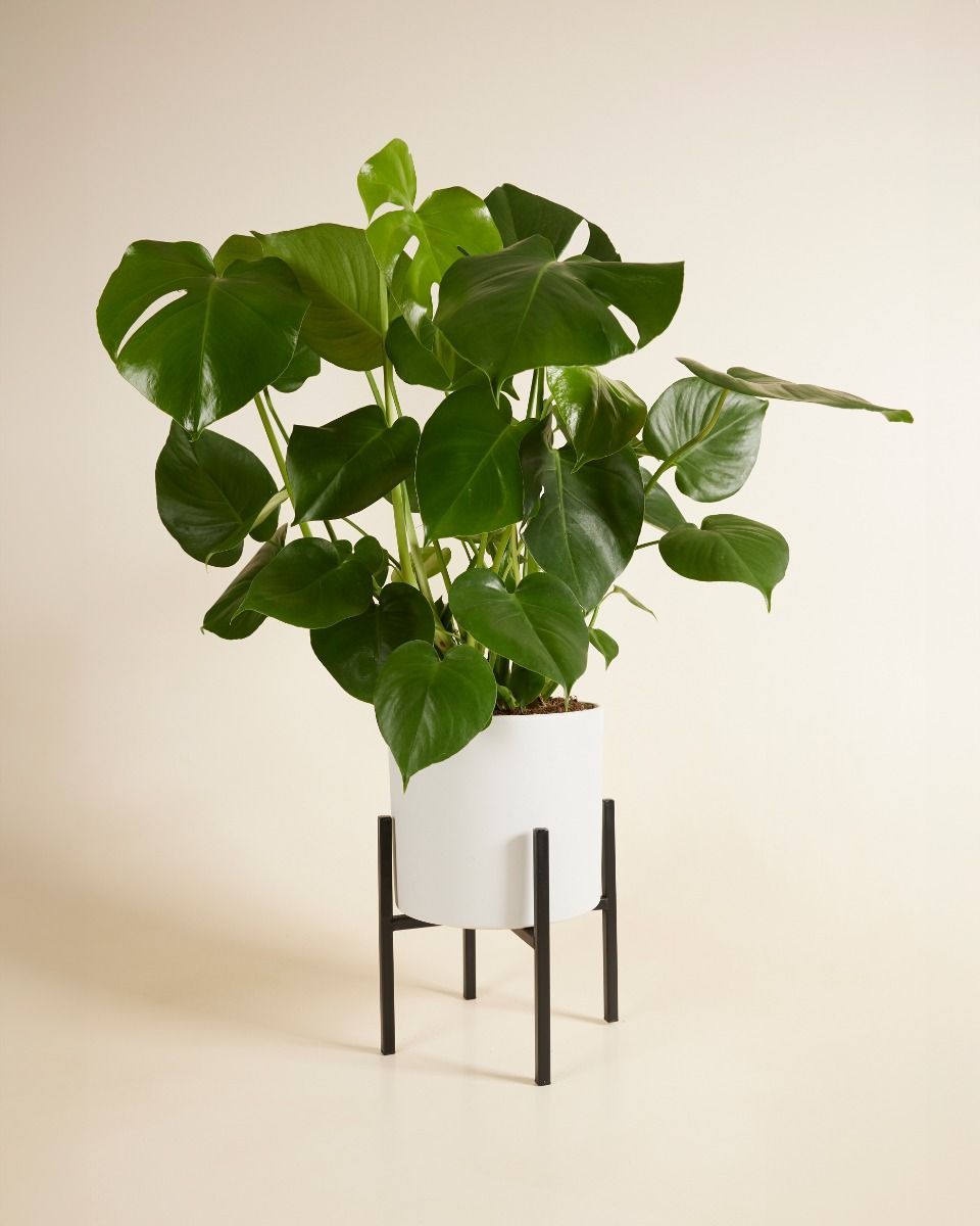 Pia Pot Holder  Black