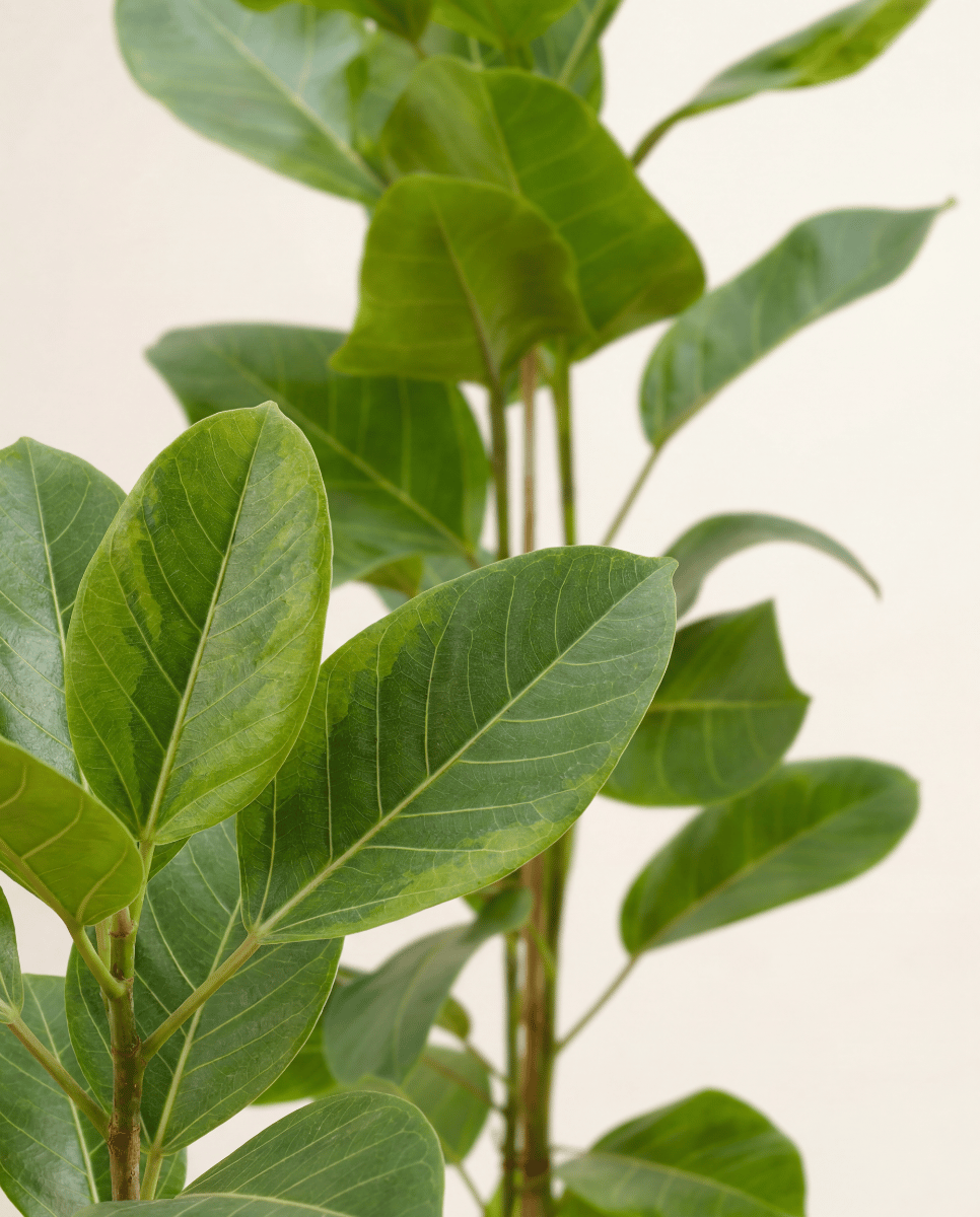 Ficus Fico Altissima Yellow