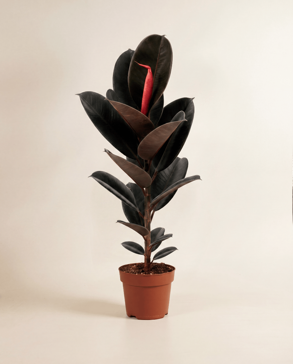 Ficus Tobacco Plant Elastica Abidjan