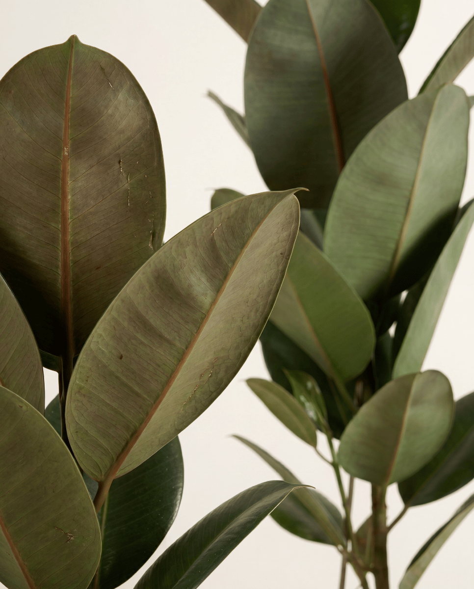 Ficus Fico Elastica Robusta