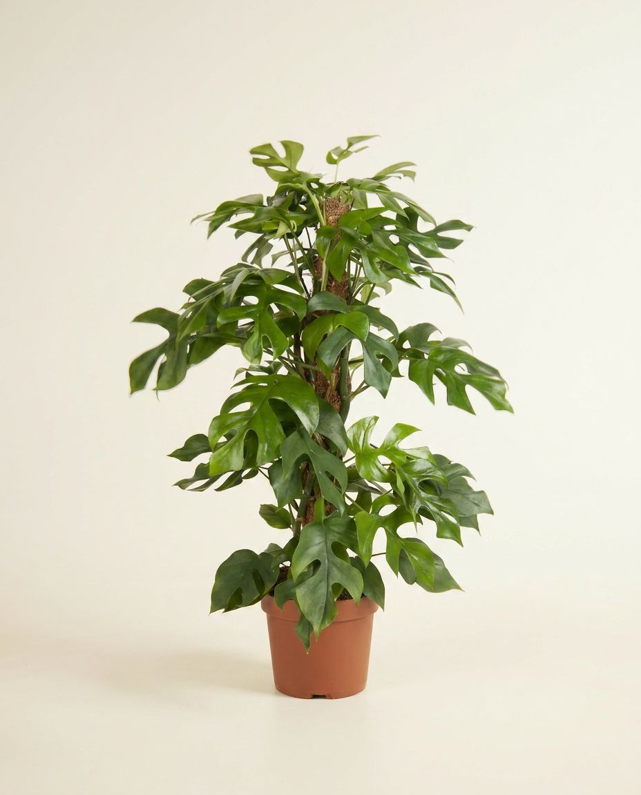 Monstera Swiss Cheese plant Minima