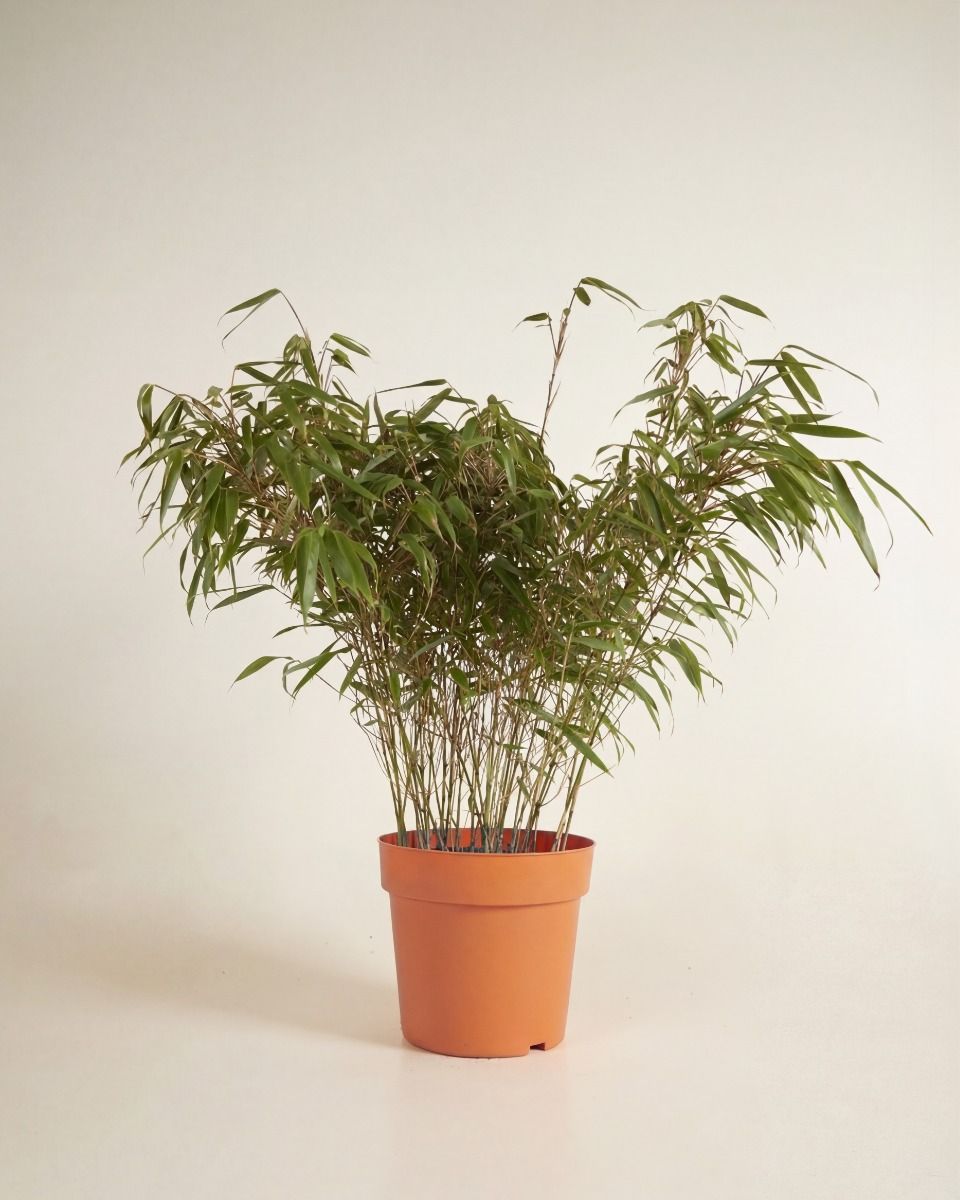 Fargesia Rufa Elegrass