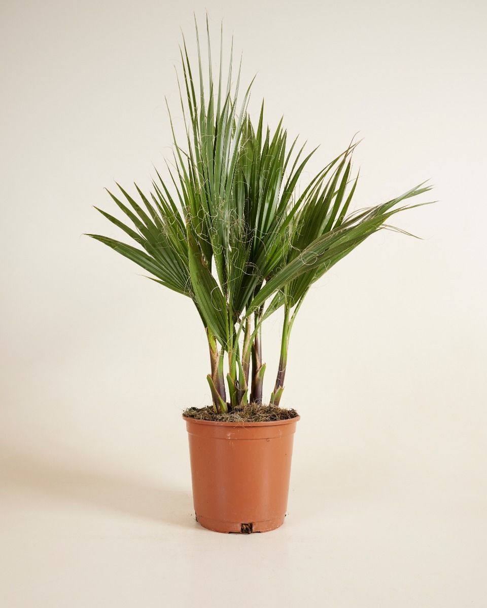 Washingtonia Mexikanische Fächerpalme Robusta
