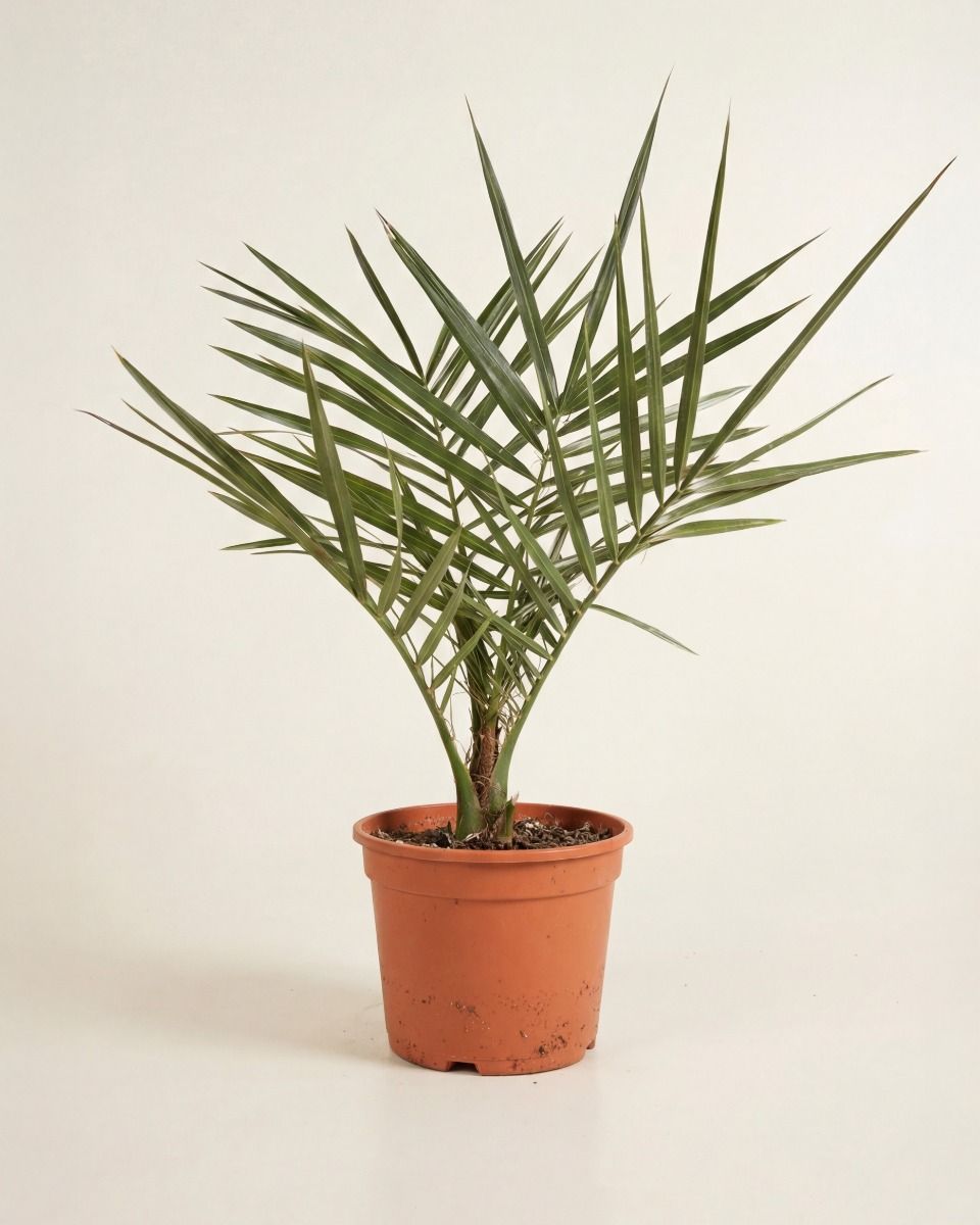 Phoenix Canariensis