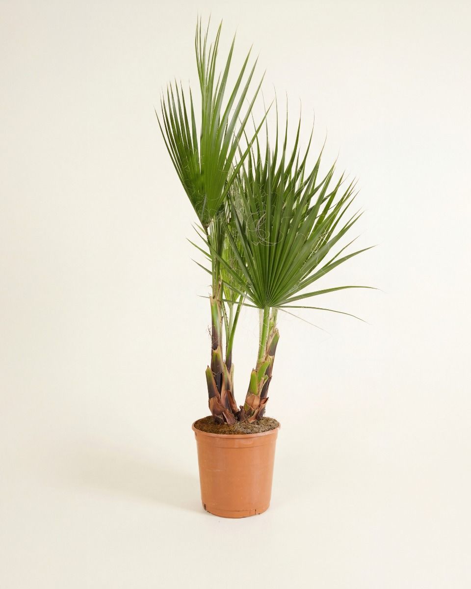 Washingtonia Mexikanische Fächerpalme Robusta