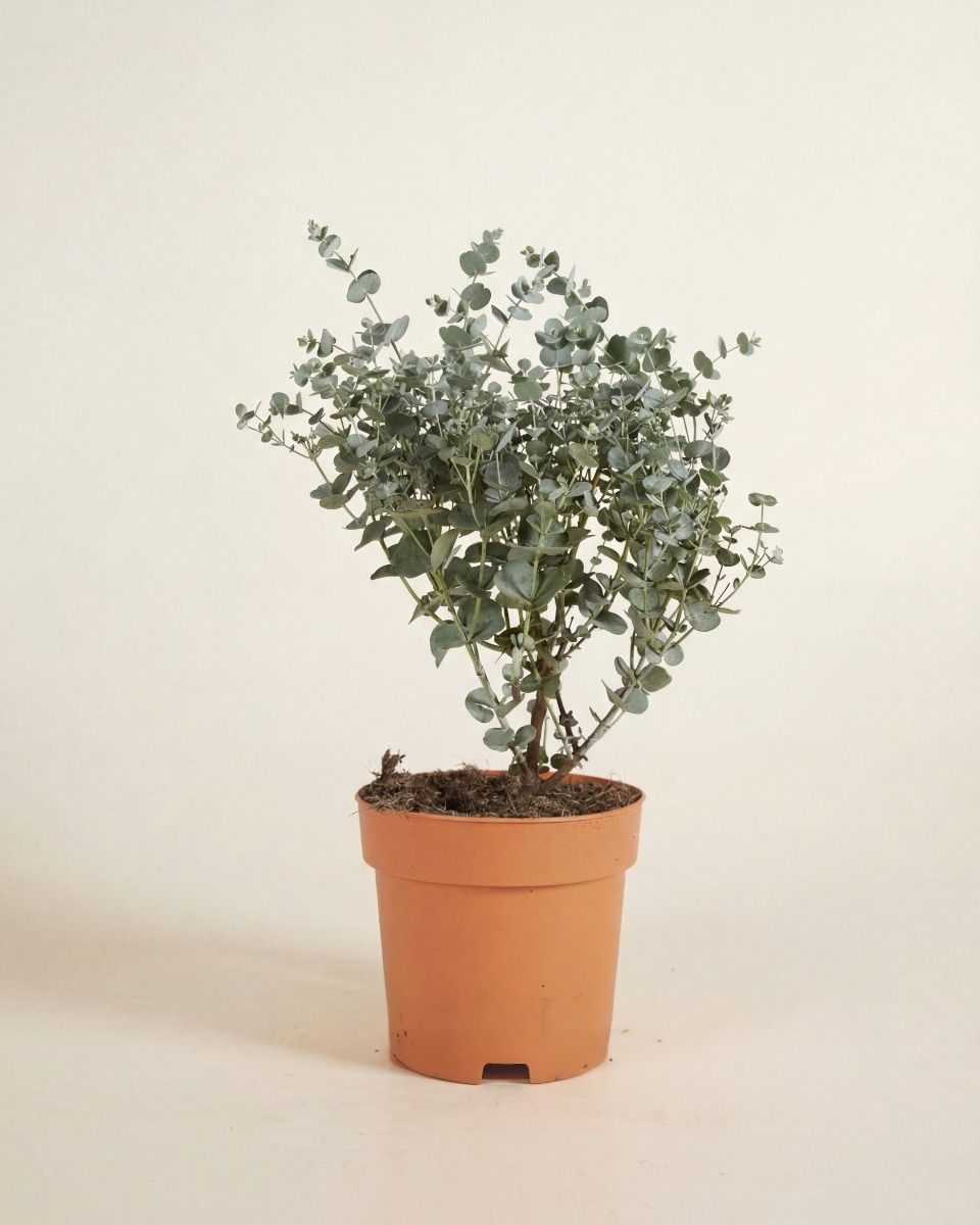 Eucalyptus Eucalyptus Tree Gunnii Azura
