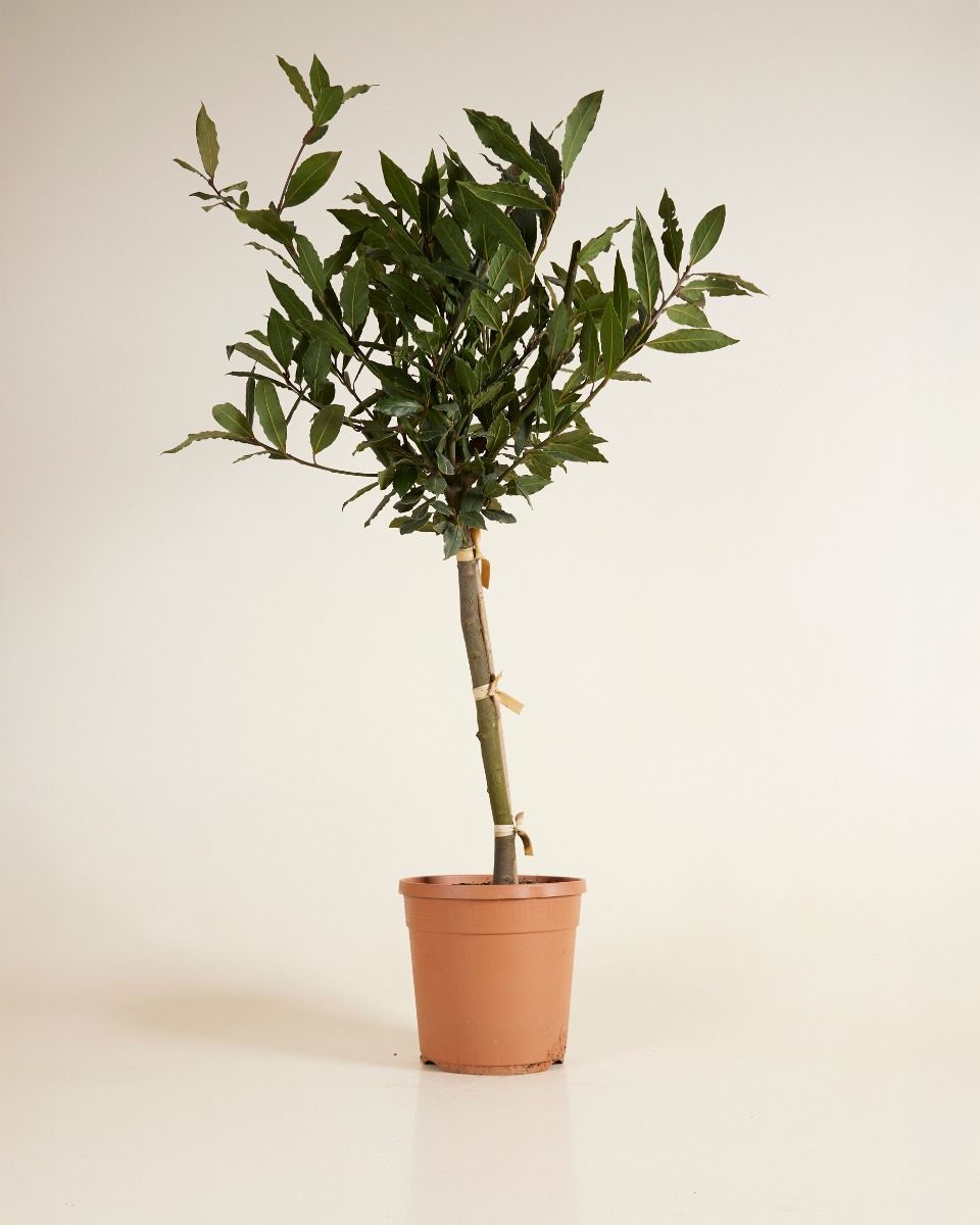 Laurus Bay Tree Nobilis