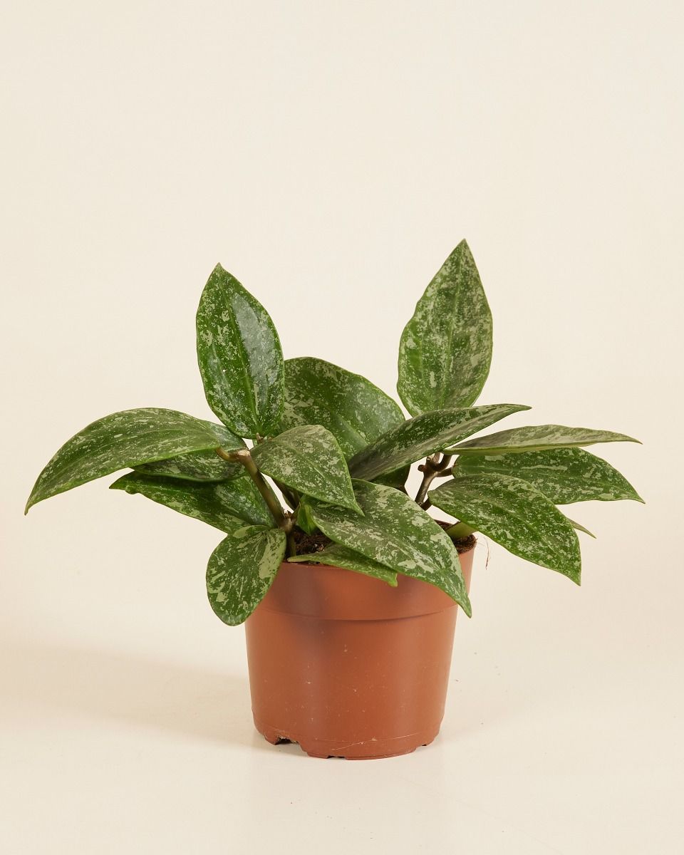 Hoya Fiore di cera Rangsan 'Star of Borneo'