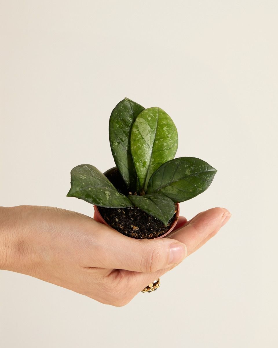 Bébé Hoya Callistophylla Sabah