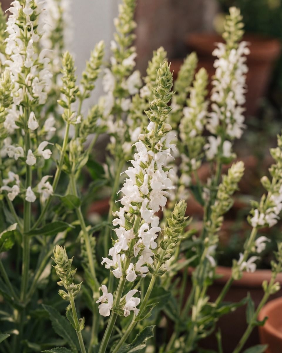 Salvia Salvia Blanca Nemorosa Sensation White
