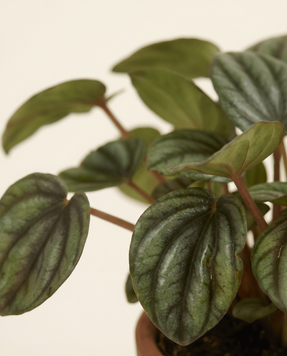 Bebé Peperomia Peperomia Picollo Banda