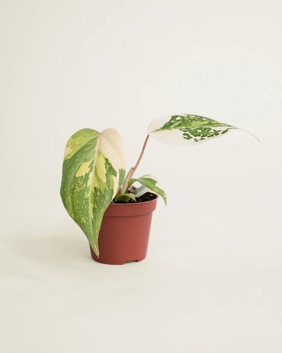 Bebé Philodendron Filodendro Gloriosum Tricolor