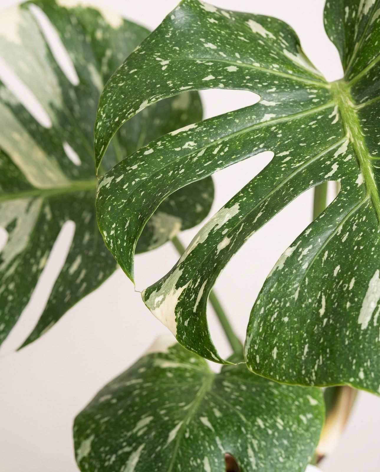 Monstera Pianta del formaggio svizzero Thai Constellation