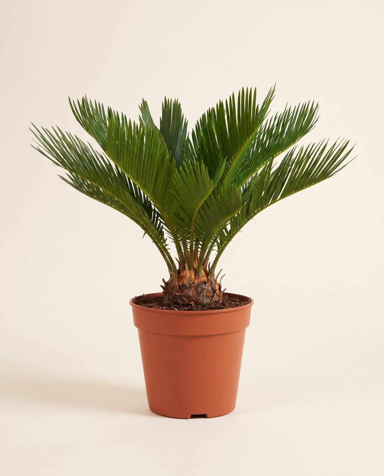 Cycas Sagopalm Revoluta