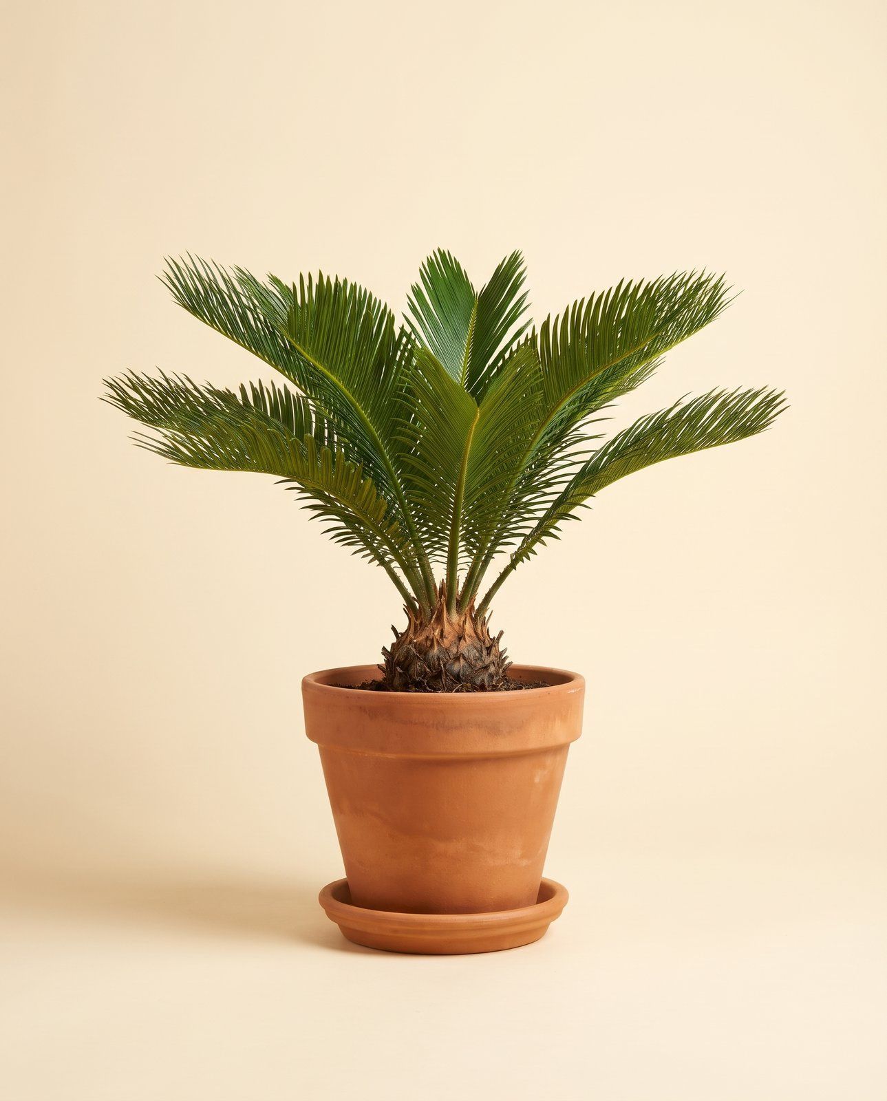 Cycas Sagopalm Revoluta