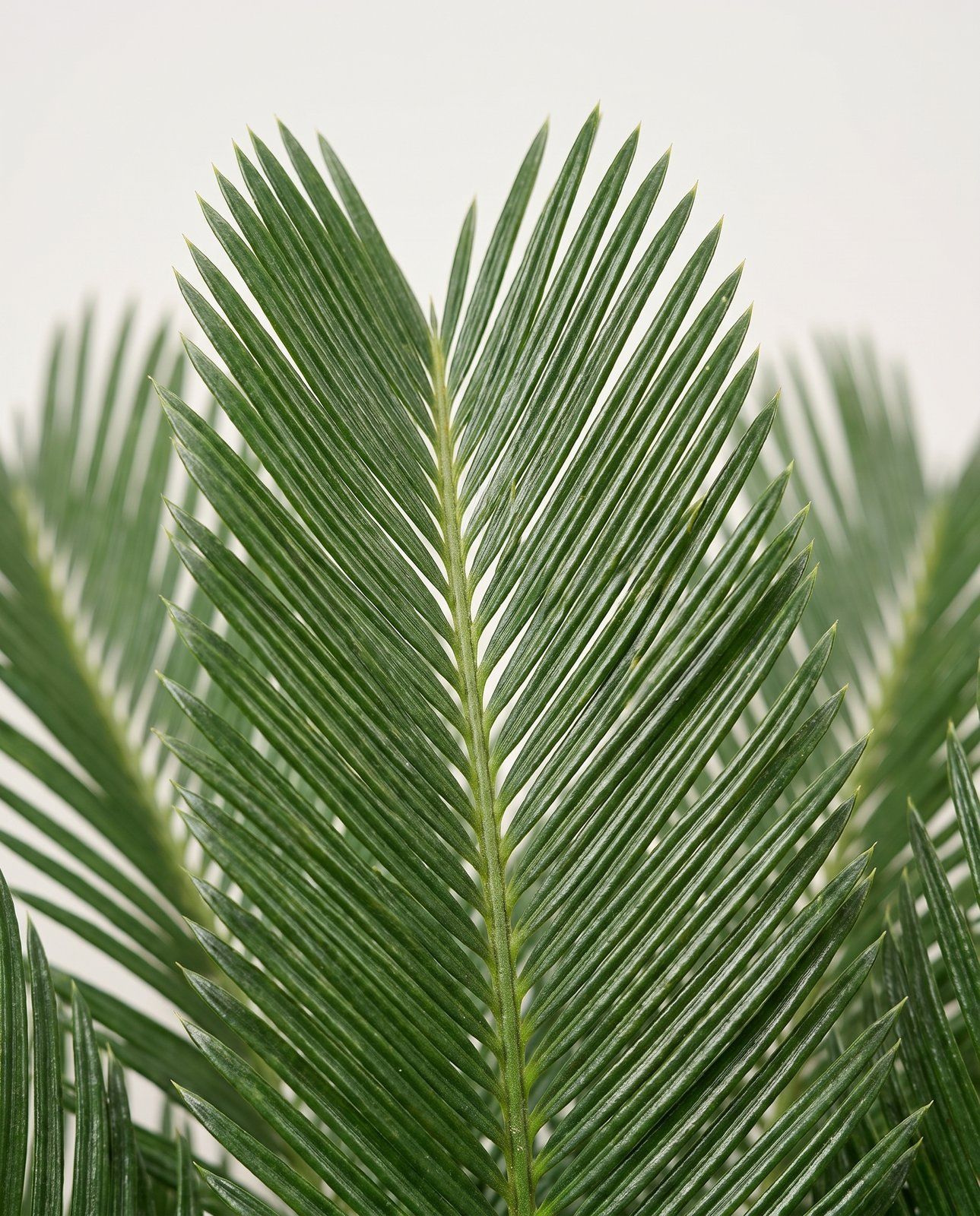 Cycas Sagopalm Revoluta