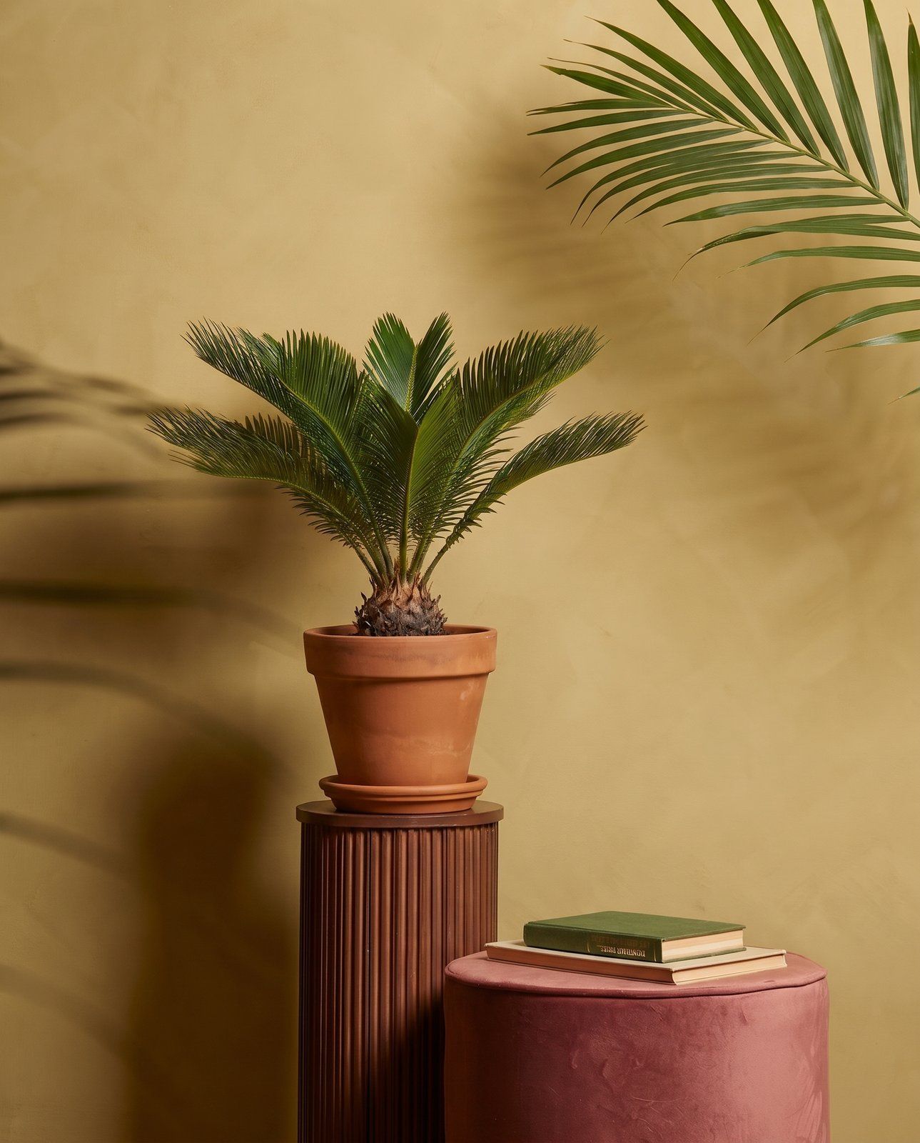 Cycas Sagopalm Revoluta